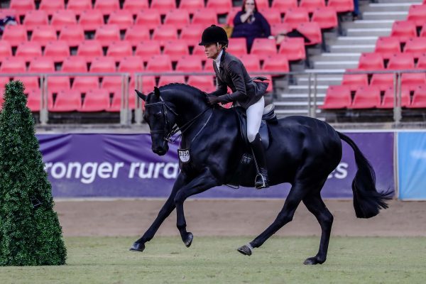 Arabian Riding Pony Gentry Park Take Note- Champion Show Hunter Galloway, Champion Ridden Saddle Pony and Champion Ridden Part Welsh in the Hunter galloway Class