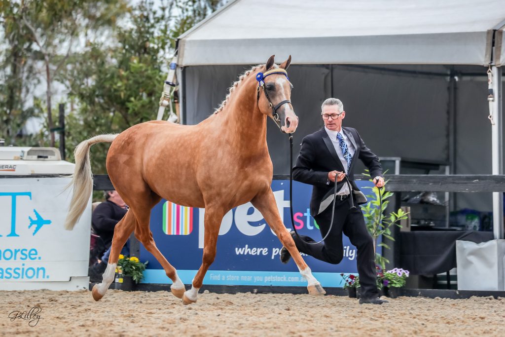The 2021 Australian Arabian National Championships Part I - The Arabian ...