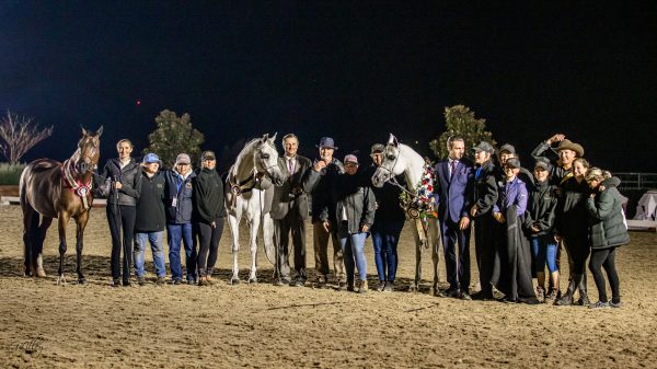 Joi El Jiuliusz, Shayala and Breathless Vision PCF Australian National Champion Mares for Sabble farms