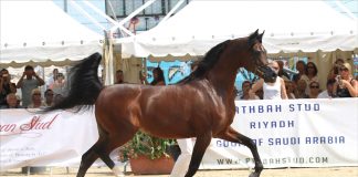 QR Marc & Equiborn – The Leading Sire of Paris & The Next Generation