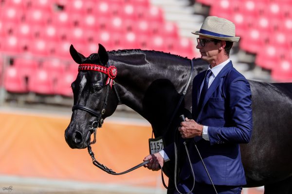 Arabian Riding Pony Karma Park Bellagio winner of the Childs Galloway and Reserve Champion Led Derivative Mare