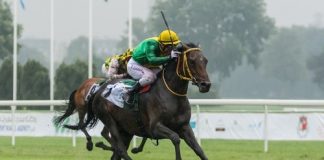 2016 Purebred Arabian Sale: Polish champion TEFKIR to be sold