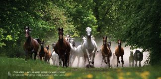 2016 – The Year the Tears Came