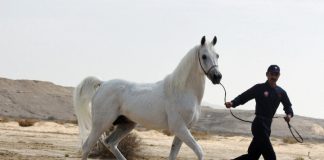 2017 – The Year that Was