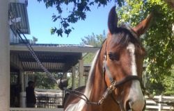 The Warrior Horses Project