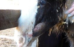 Vet highlights value of novel formulations for equine antimicrobial use