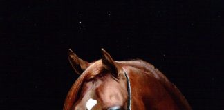 Vivegas: Going Global