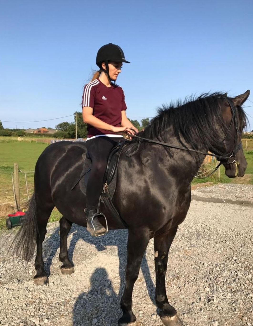 Vets urge owners to help horses lose weight NOW to prevent serious