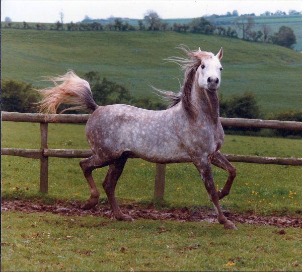 Galerito Maxwell Lodge Farm Arabians