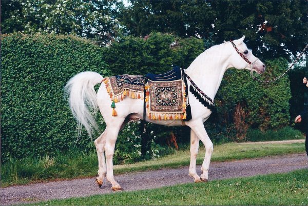 Mascat (Aswan x Malutka) with the Sire Produce Saddle