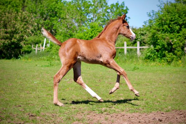 Eddie the Eagle Avonbrook Stud Arab Warmblood cross foal