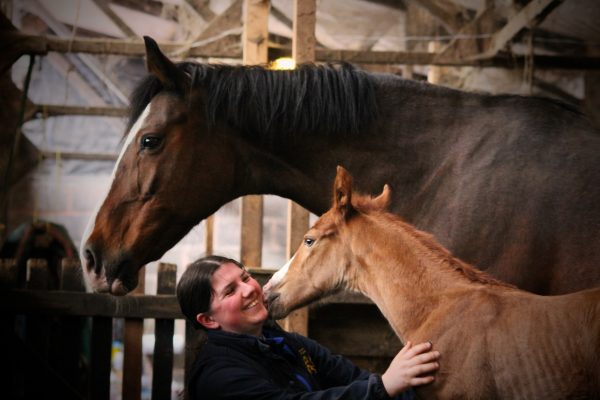 The Girl with the Jumping Arabs Arab Warmblood foal