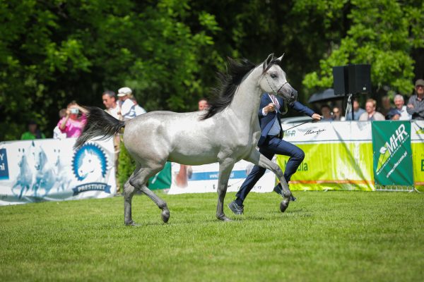 Glorius M Bialka Spring Show