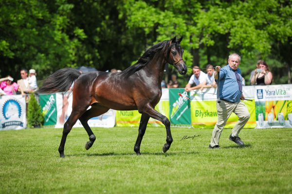 Złoty Owoc Michalow State Stud