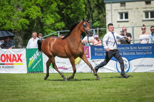 El Mariella Michalow State Stud