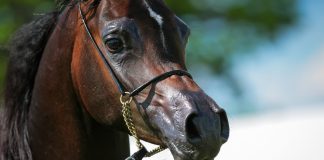 Bialka Spring Show Janow Podlaski Michalow Morion Arabian Horses