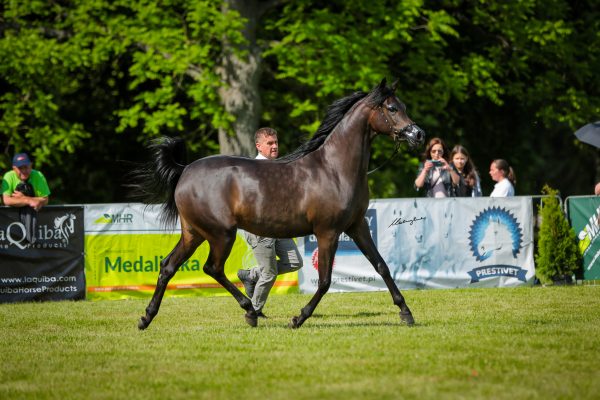 Pustynna Kalahari Bialka Spring Show