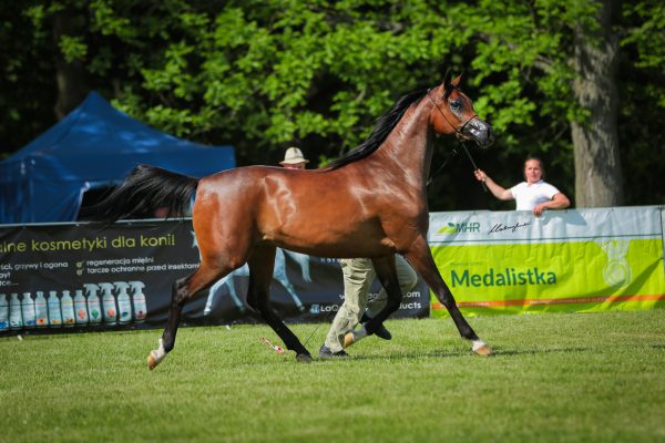 Forga Michalow State Stud