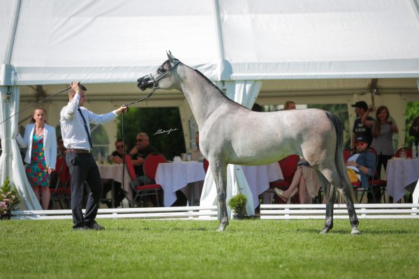 El Medida Michalow State Stud Bialka Best in Show