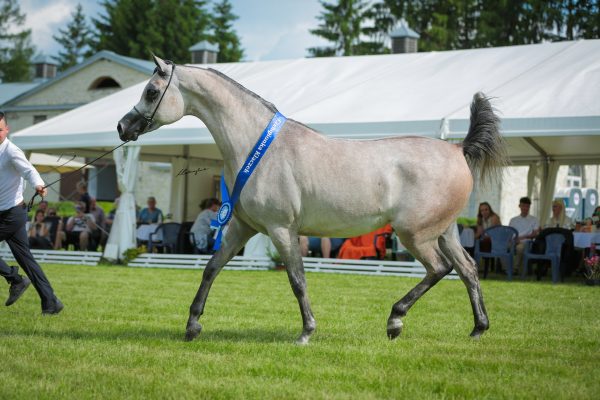 El Medida Michalow State Stud Bialka Best in Show