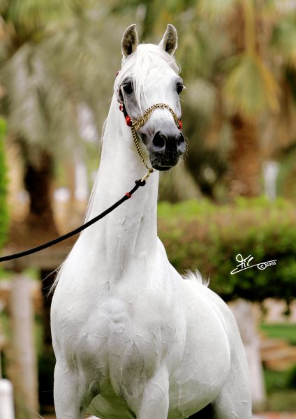 Farres straight Egyptian stallion cover star The Arabian Magazine