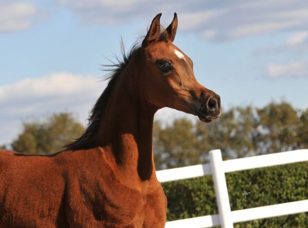 Aja Justified filly out of Wadiah, bred and owned by Husted Arabians, Denmark