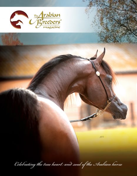 The Arabian Breeders Magazine Herodotus Al Shiraa Al Shiraa Arabians