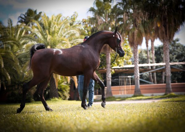 Herodotus Al Shiraa stallion Arabian Al Shiraa