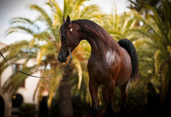 Herodotus Al Shiraa stallion Arabian Al Shiraa