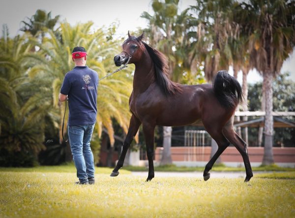 Herodotus Al Shiraa stallion Arabian Al Shiraa