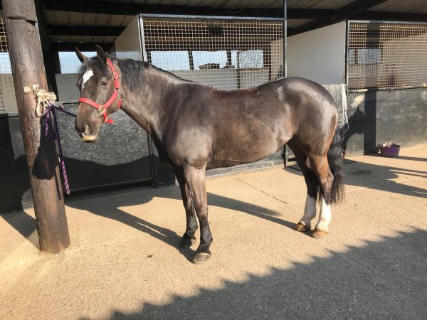 SPILLERS research laminitis