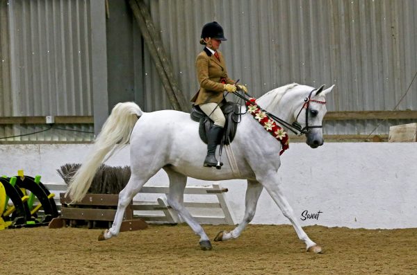 Mirv HOYS MA Wragg The Arabian Magazine HoCoN Show