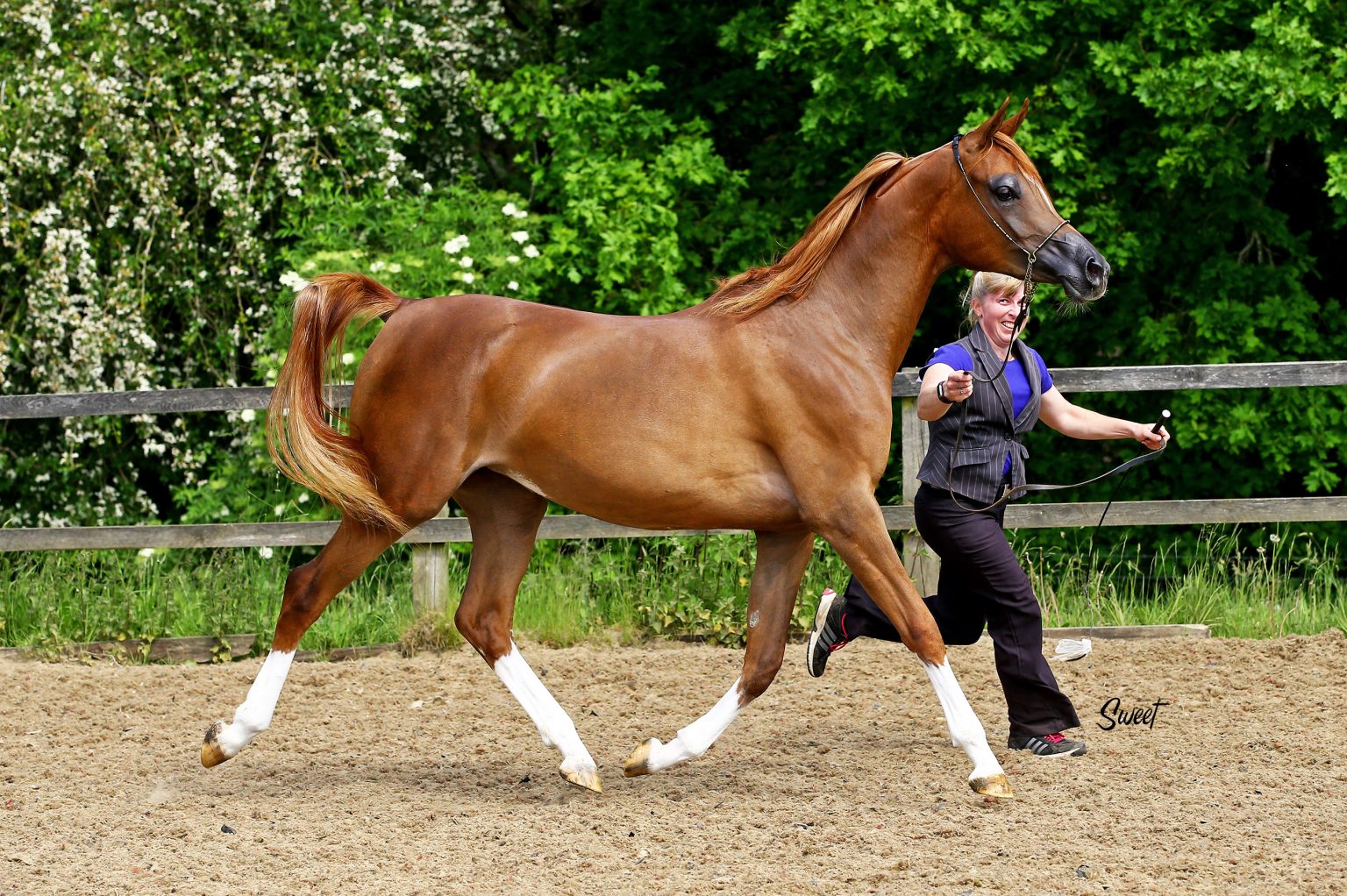 The 2021 HoCoN Arabian Horse Show The Arabian Magazine