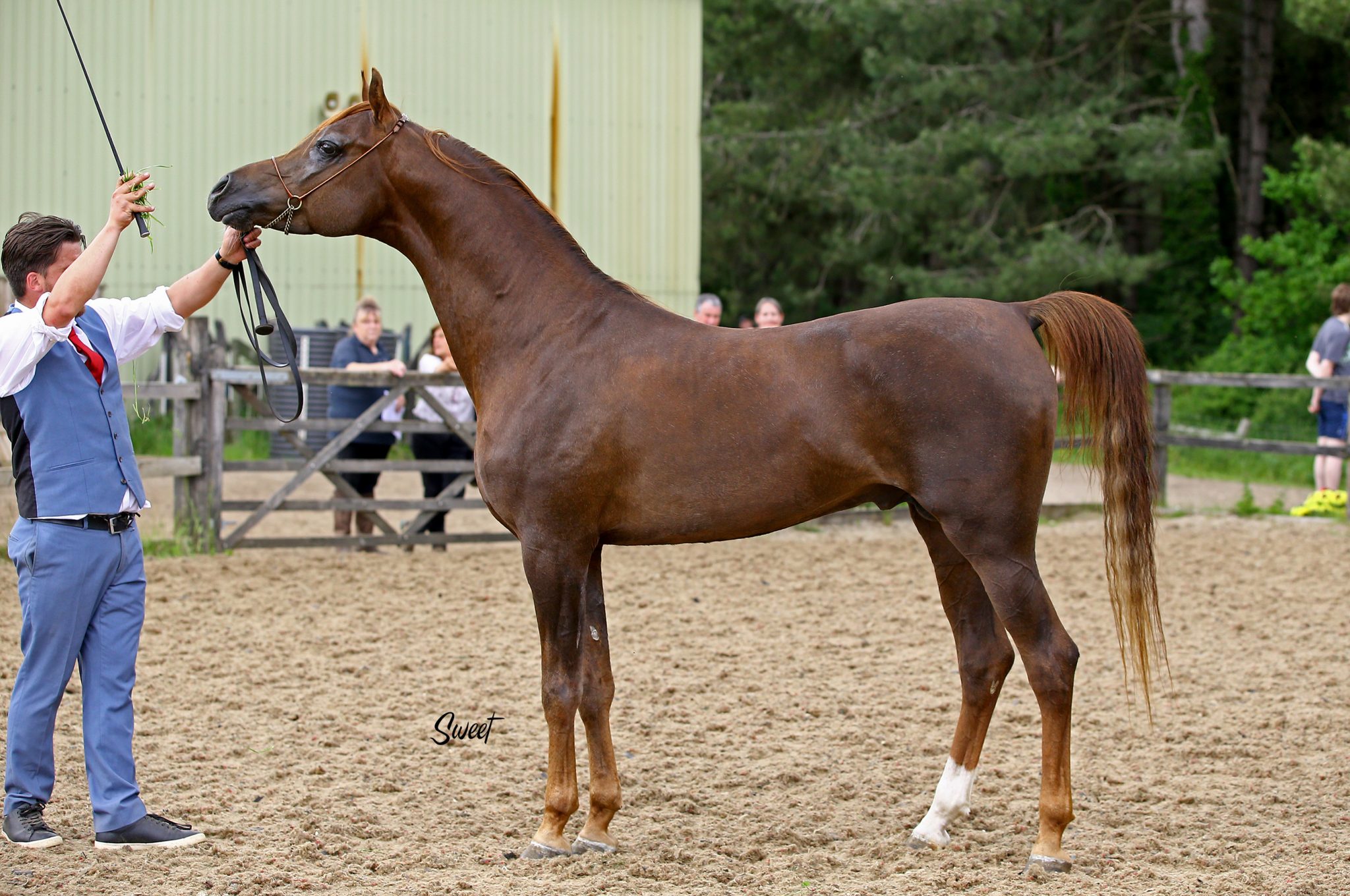 The 2021 HoCoN Arabian Horse Show The Arabian Magazine