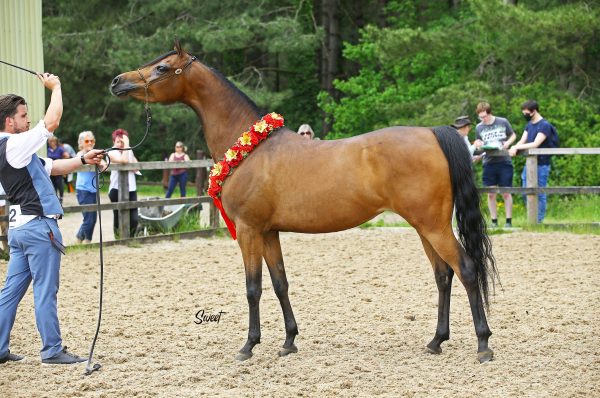 Venizwayla Arabian mare