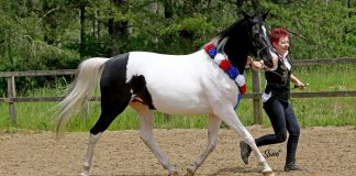 JB Azada coloured Arabian The Arabian Magazine Hocon Arab Show