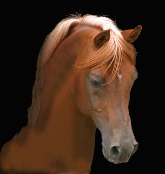 Artist stallion Georgian Arabians