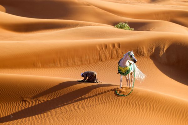 Arabian Breeders in the United Arab Emirates