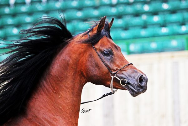 Psyrios Contender MWA Lisa Smith Arabian horse Magnum Chall HVP