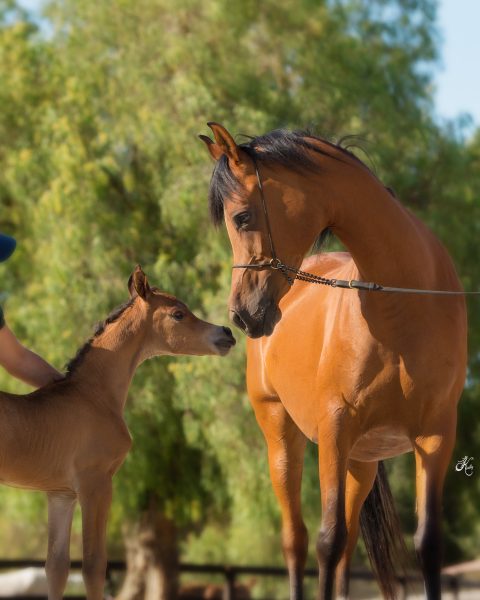 Alamina and Om El Alazzurra filly 