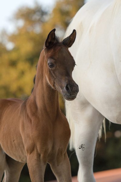 Om El Shawan x Om El Justadorable filly