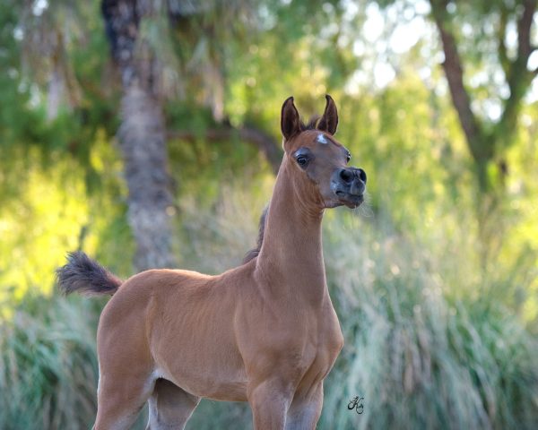 Tamimih Mudhar Om El Shawan Om El Belita Sheikh Hamad Ali Al Thani Mudhar Stud