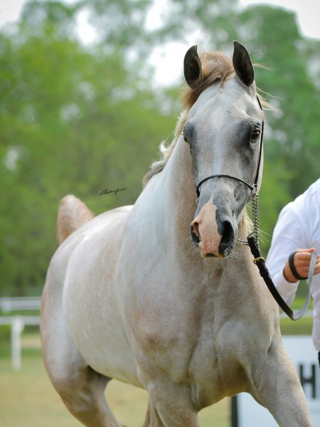  Muranas Messi (Invictus x Muranas Majesta by Muranas Jassehr)