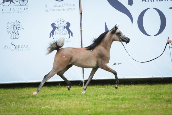 Cameg Ecosse (ES Sarab x Cameg Parisa by HT Nybraska)