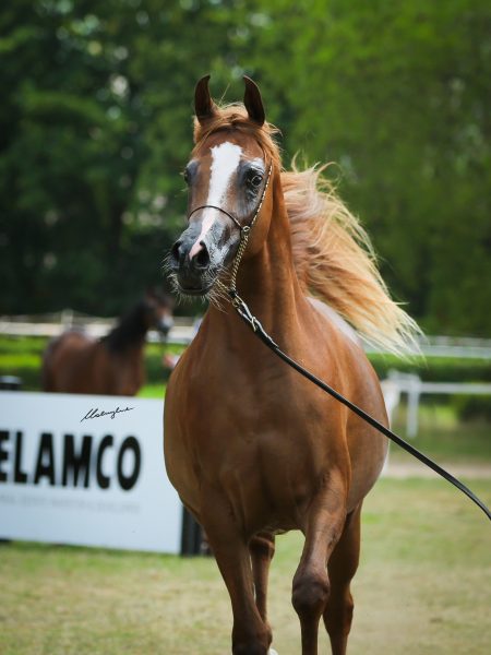 AJ Areej (AJ Kafu x Ania Moniscione by WH Justice)