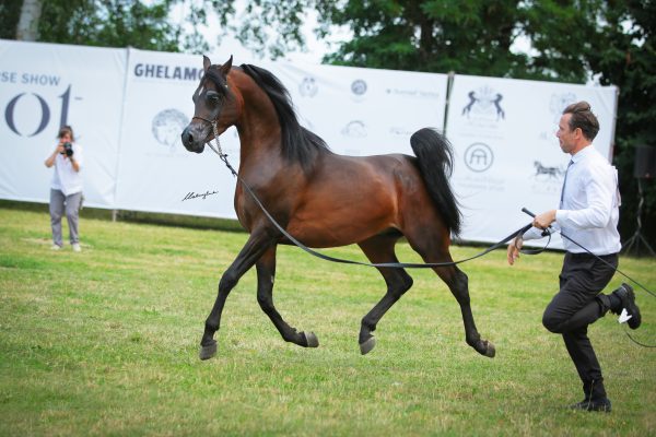 Almagram (Wadee Al Shaqab x AHB Aidha by Nijem El Aziz)