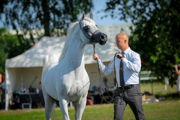 Atius O (Shahim Al Nakeeb x Atia oOne by Johann El Jamaal)