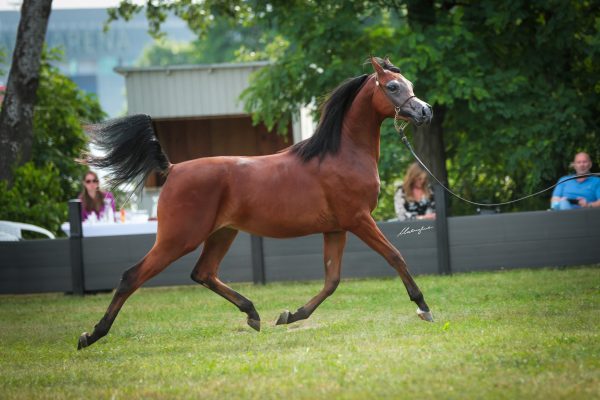  Empirial Babel (Ghaith al Zobair x Eden Beauty KA by QR Marc)