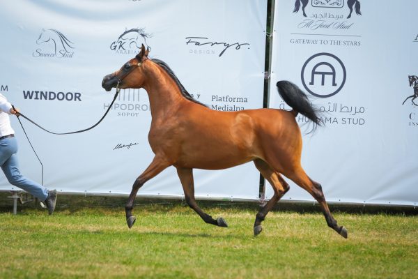  Evetta (RFI Farid x Evolett by Ajman Moniscione)