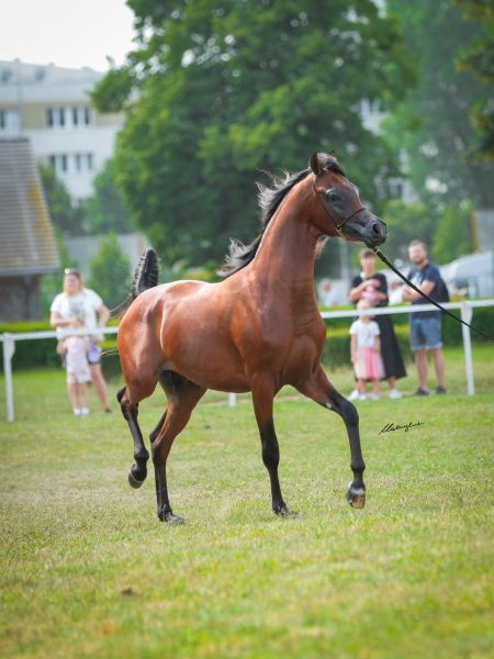 Vinci (Wadee Al Shaqab x Valencia Al Shaqab by Marwan Al Shaqab)